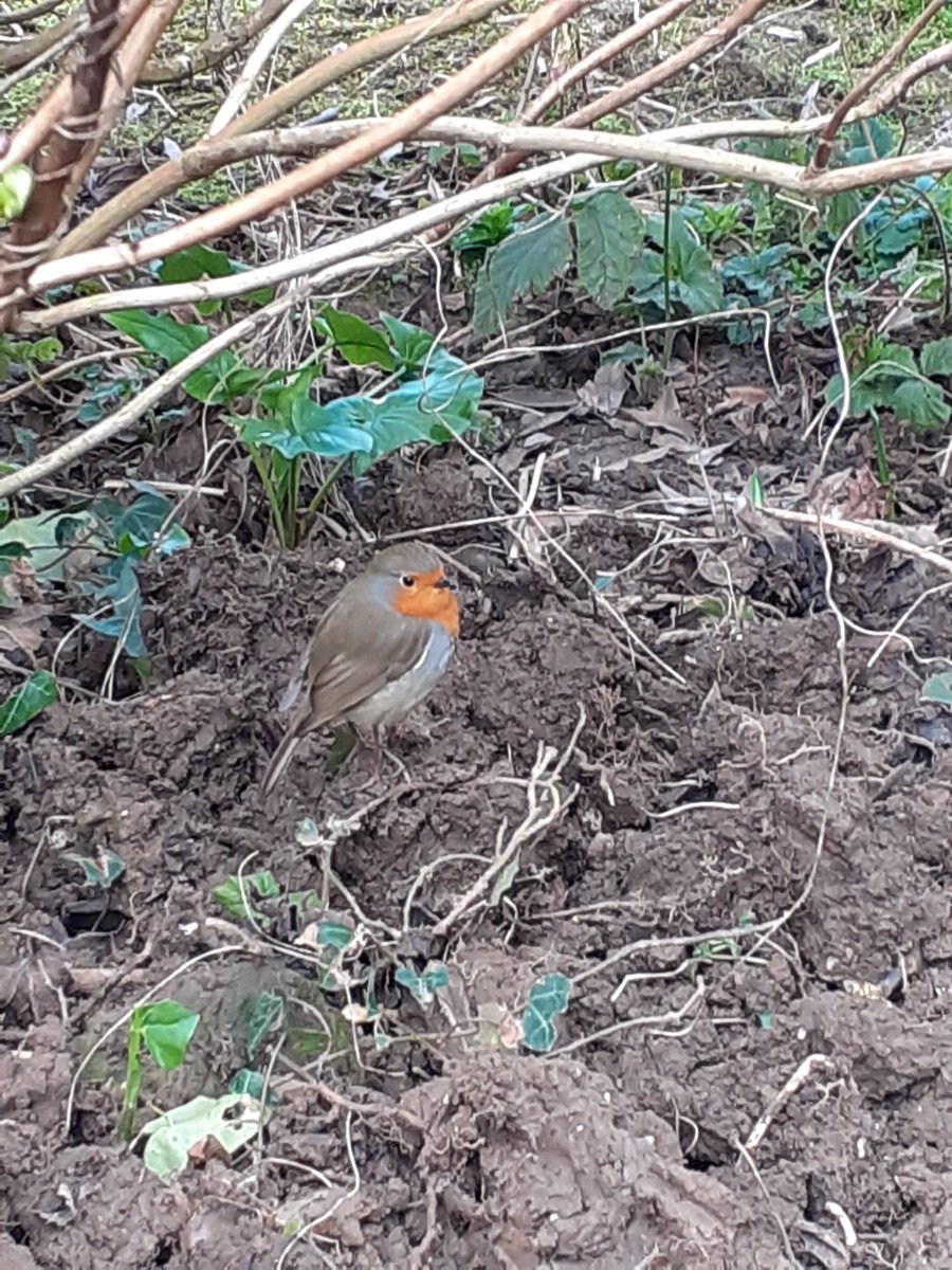 Decided to disturb a few worms today.  Wasn't long before I had a little friend appear 😀❤ #robin #gardening #spring