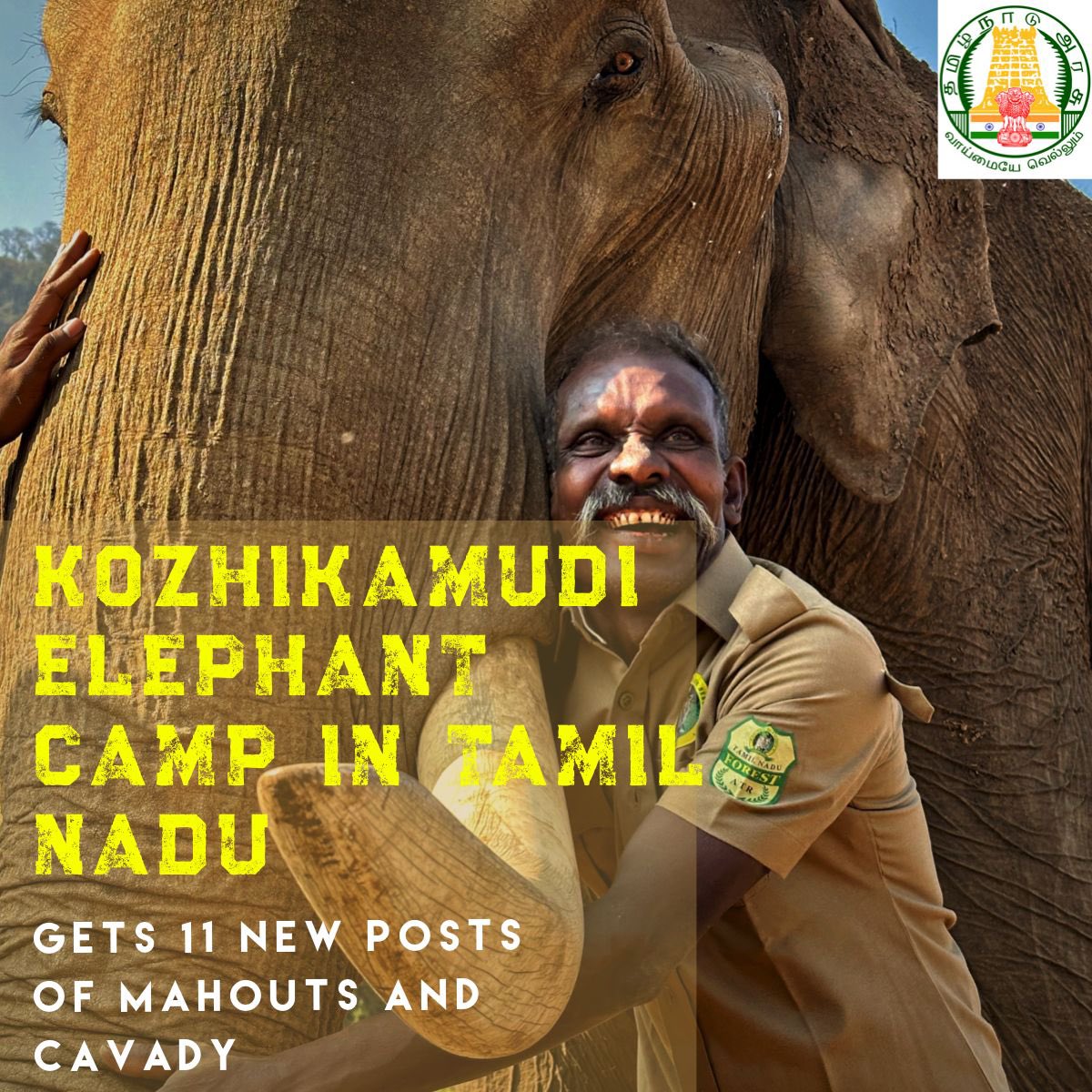 Elephants are precious, and so are their caretakers who dedicate their lives to their service. Recognizing their invaluable role, the Tamil Nadu government has sanctioned 9 new mahout and 2 cavady posts at the Kozhikamudi Elephant Camp in Anamalai Tiger Reserve. This initiative