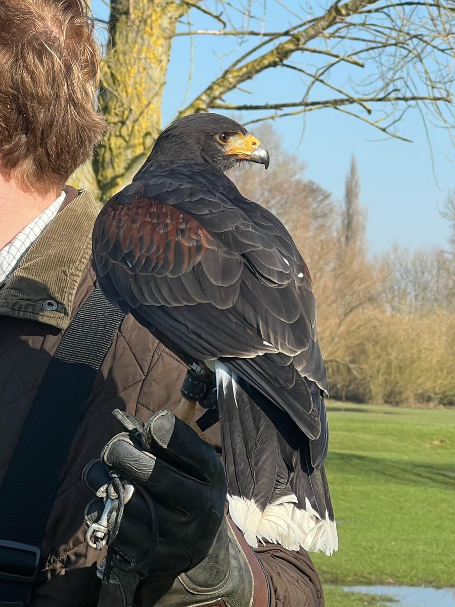 rmsgc_course's tweet image. The @golfenvawards UK EnvironmentalClub OfThe Year accelerating our credentials &amp;amp; using Hawks to control crow populations. Introducing this natural predator-prey dynamic will effectively deter crows without causing harm - and patrol for unrepaired pitchmarks!