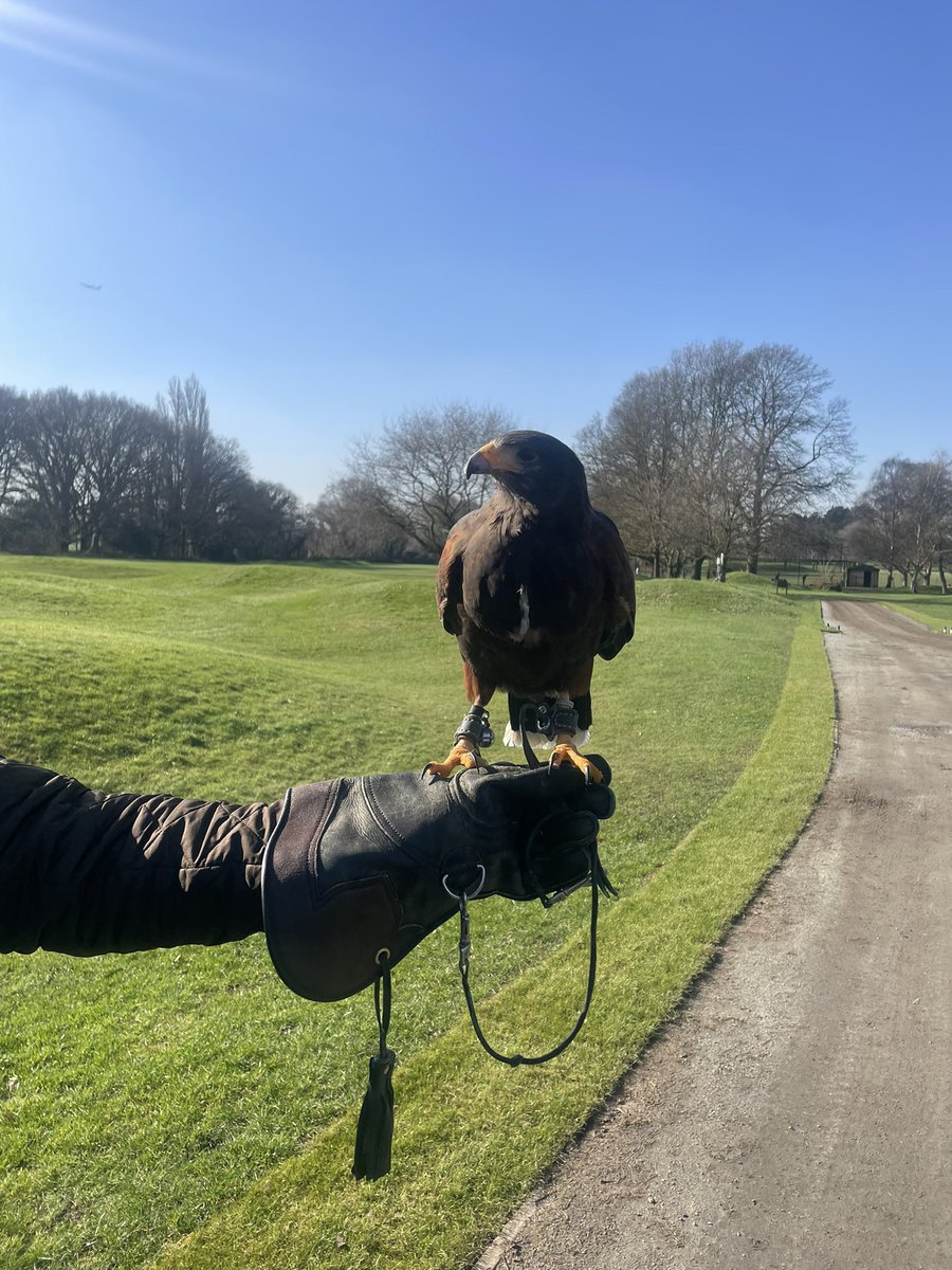 rmsgc_course's tweet image. The @golfenvawards UK EnvironmentalClub OfThe Year accelerating our credentials &amp;amp; using Hawks to control crow populations. Introducing this natural predator-prey dynamic will effectively deter crows without causing harm - and patrol for unrepaired pitchmarks!