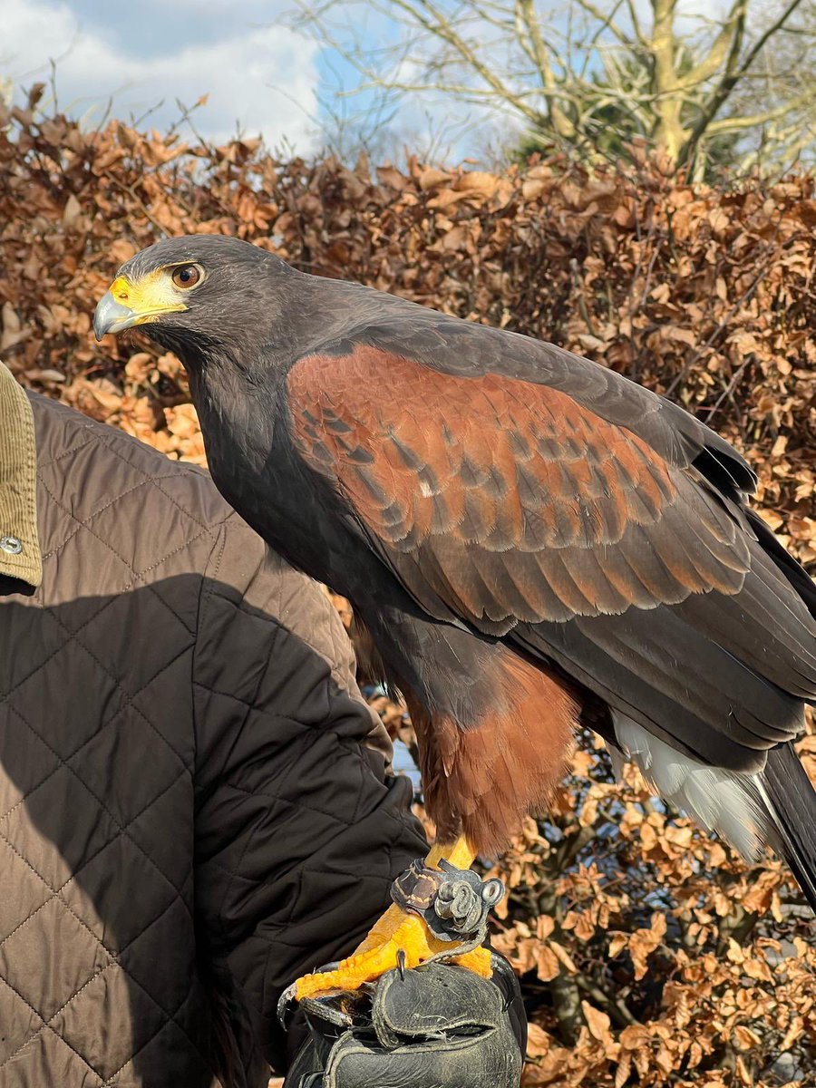 RMS-Greens (@rmsgc_course) on Twitter photo The <a href="/golfenvawards/">Golf Environment Awards</a> UK EnvironmentalClub OfThe Year accelerating our credentials & using Hawks to control crow populations. Introducing this natural predator-prey dynamic will effectively deter crows without causing harm - and patrol for unrepaired pitchmarks! The <a href="/golfenvawards/">Golf Environment Awards</a> UK EnvironmentalClub OfThe Year accelerating our credentials & using Hawks to control crow populations. Introducing this natural predator-prey dynamic will effectively deter crows without causing harm - and patrol for unrepaired pitchmarks!