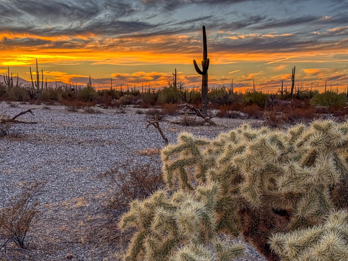 TheHikingCEO's tweet photo. In the heart of the desert, where the sun kisses the horizon goodnight, we find a world bursting with resilience and beauty. Just like these cacti, we can thrive in the toughest conditions. Embrace your journey, for every challenge is an opportunity to bloom. 

#FindYourStrength https://t.co/6MXtRy948r