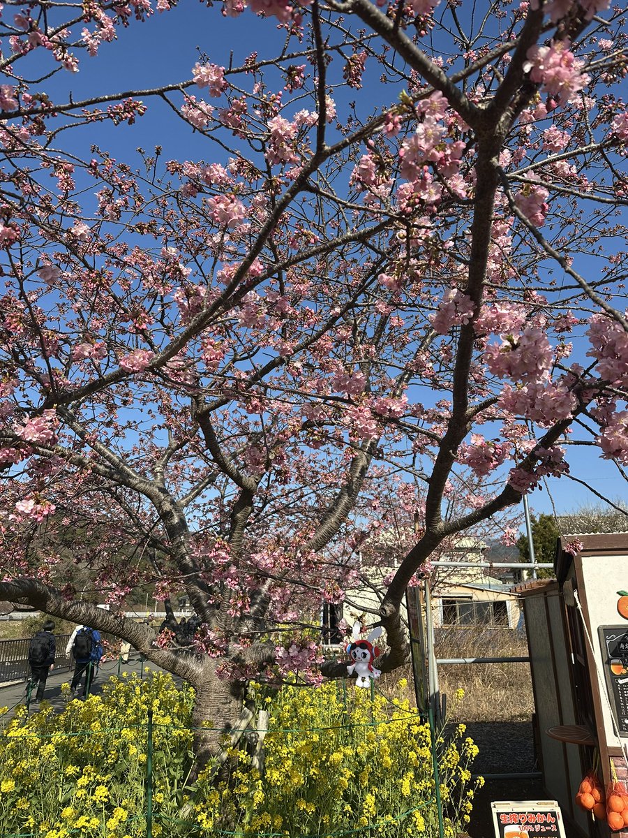 kakigoya24's tweet photo. 2月は河津桜祭りに出店しております🌈
今年はかなり桜が咲くのが遅れておりやっと咲き始めてくれました🌈

#河津桜祭り
#河津桜開花情報
#LArcenCiel
#ドエルと繋がりたい
#ルシエル
#ぬいぐるみ https://t.co/7YU347W4on