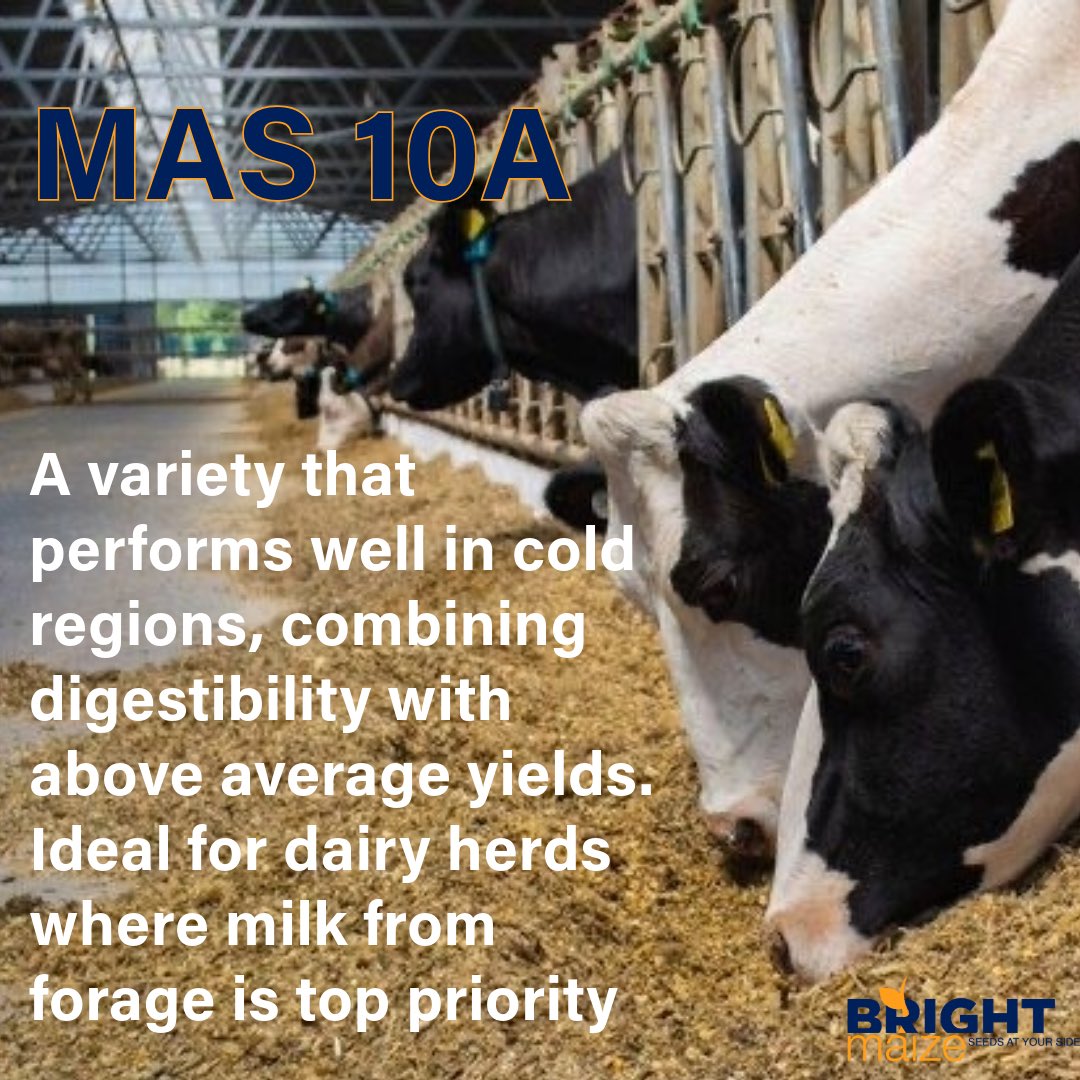 If you would like further information on any of our varieties, please send us a DM 
#maize #brightmaize #foragemaize #maize2025