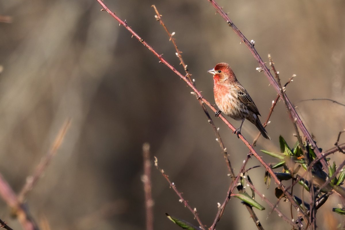 BLVD_DAWG's tweet photo. House Finch enjoying the morning sunlight #finch #TwitterNatureCommunity #BirdsSeenIn2025 #BirdTwitter #birding #birds #birdphotography #ThingsOutside #ThePhotoHour #birder #birdwatching #NaturePhotography #BirdsOfTwitter #NatureTherapy https://t.co/te5Ic24ogt