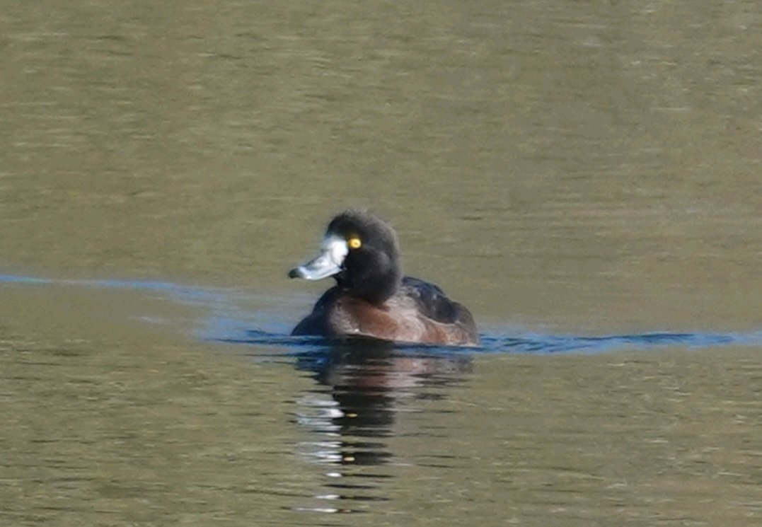 Barry Reed tweet media