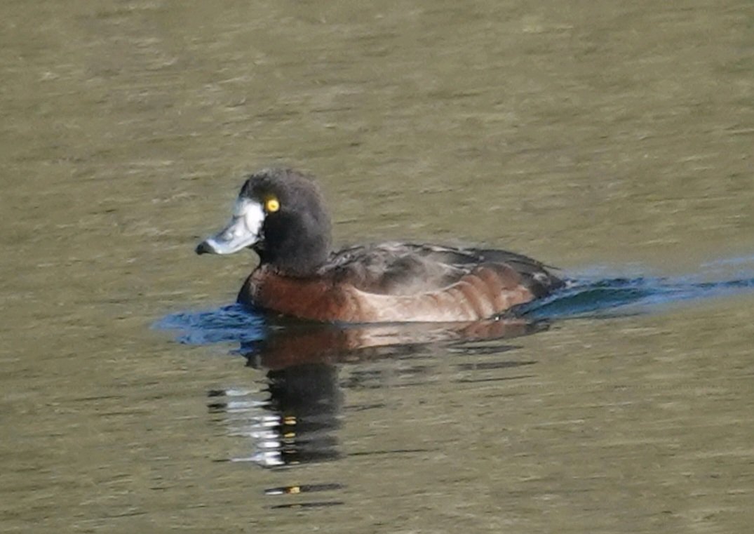 Barry Reed tweet media