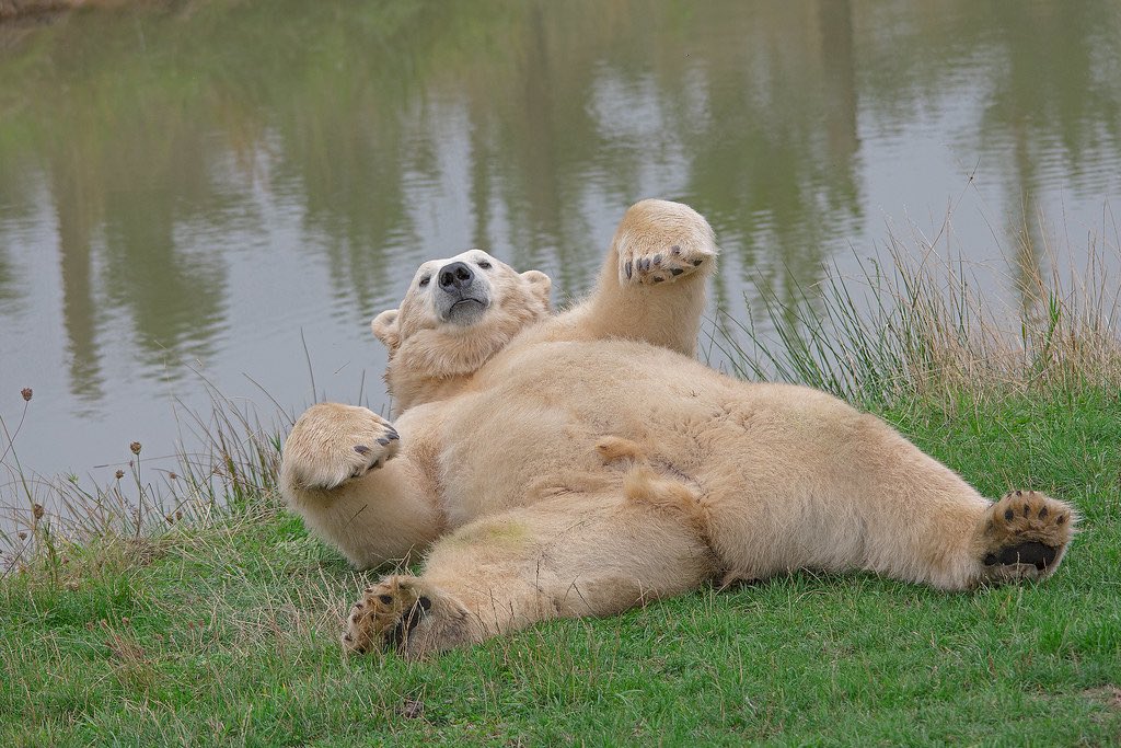 thefrostyflip's tweet image. rub my FUCKING belllaaayyyy