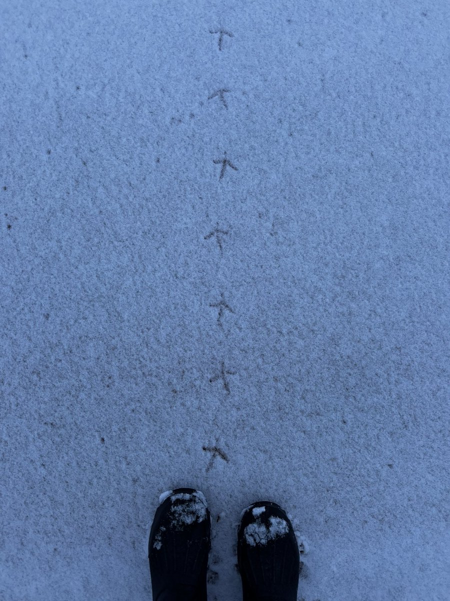 I’m like a bird, I’ll only fly away….