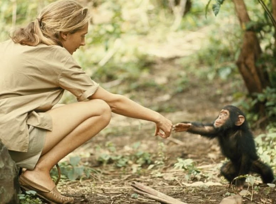 ~~&amp;... Love this picture 

Jane Goodall is considered the world's foremost expert in chimpanzees. 

© Hugo Van Lawick