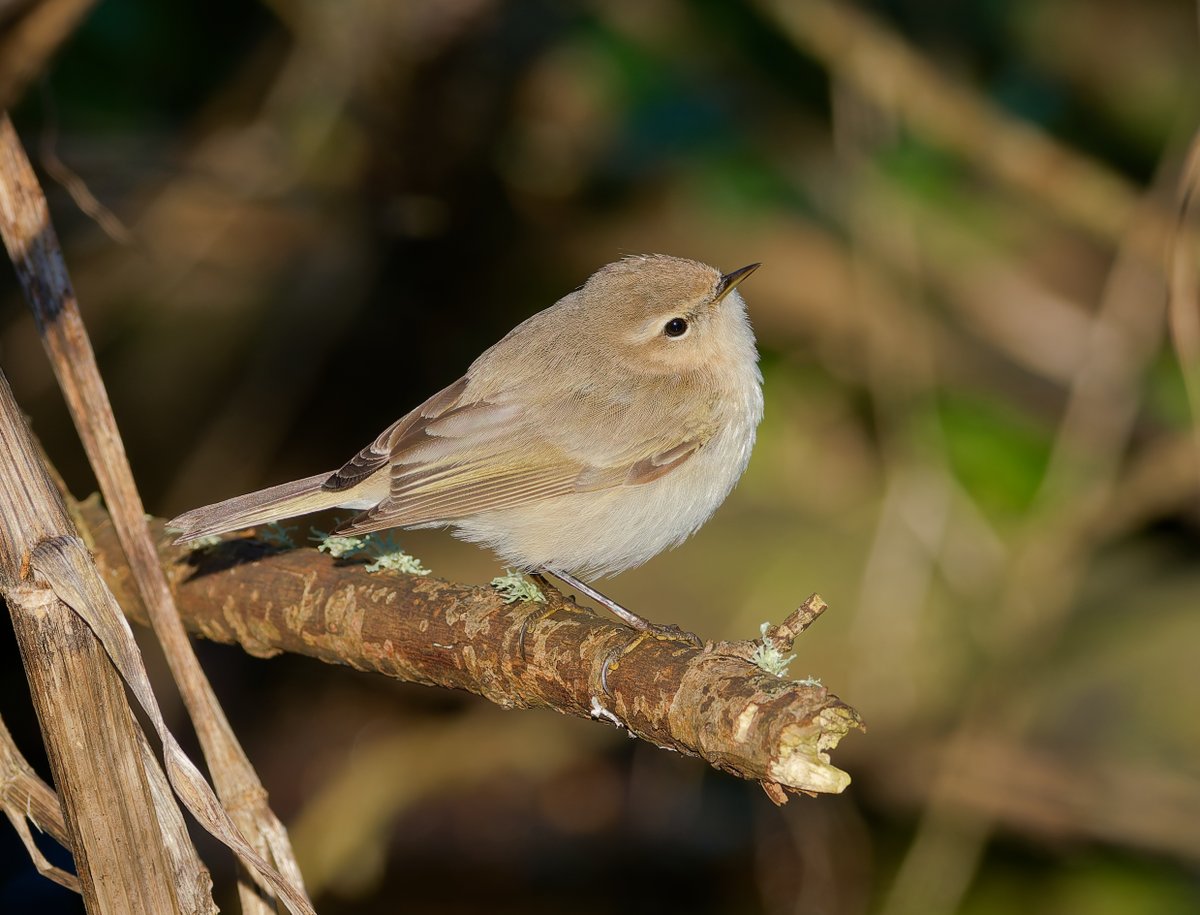 npaulroberts's tweet photo. Two, possibly three, Siberian Chiffchaffs remain around the spring-fed waters of Burrows Well, Merthyr Mawr Warren. https://t.co/KPczYMkM3M