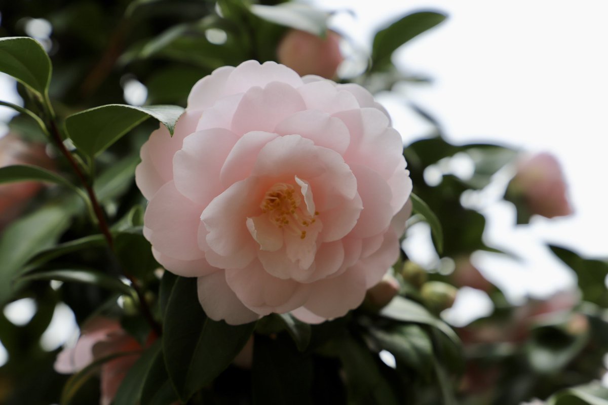 alice_andante's tweet photo. #キヤノン党でほめあいたい
#EOS6DMark2 https://t.co/ZOWzWoHmdC