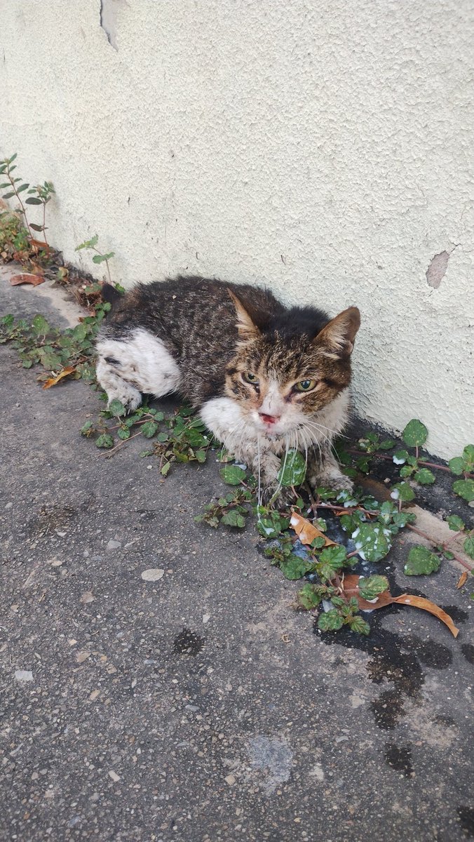 Carlos c. s tweet media