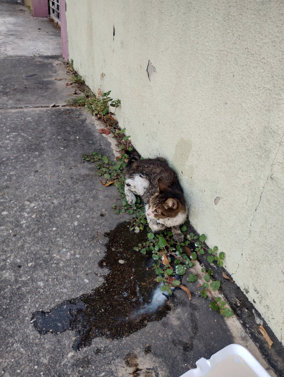 Carlos c. s tweet media