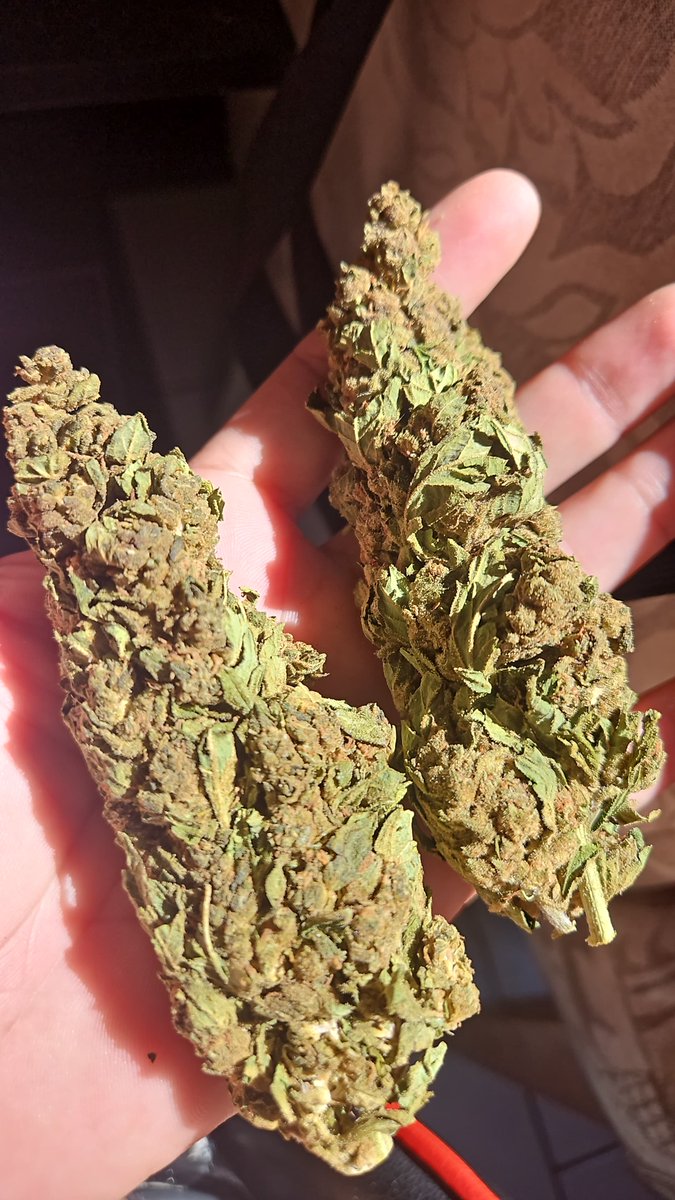 SPACECANNABIS's tweet photo. Sexta feira verde 🥵 https://t.co/0shBt4GiKd