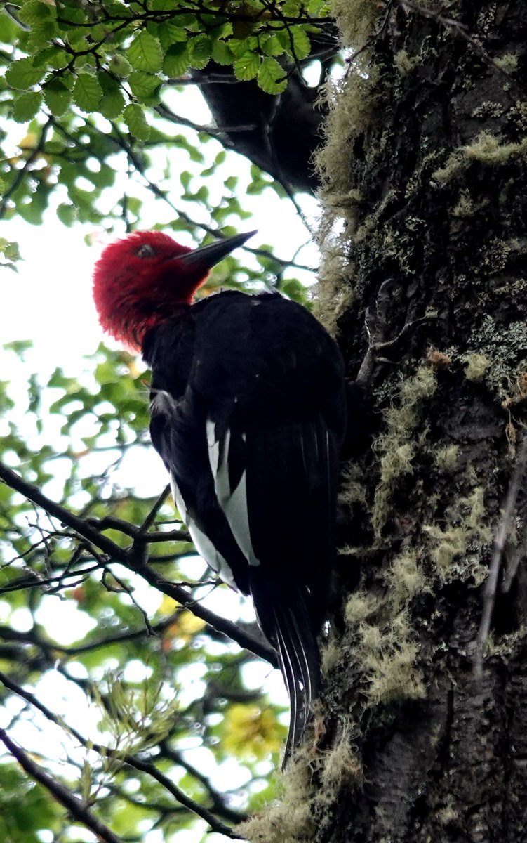 Neil Donaghy tweet media