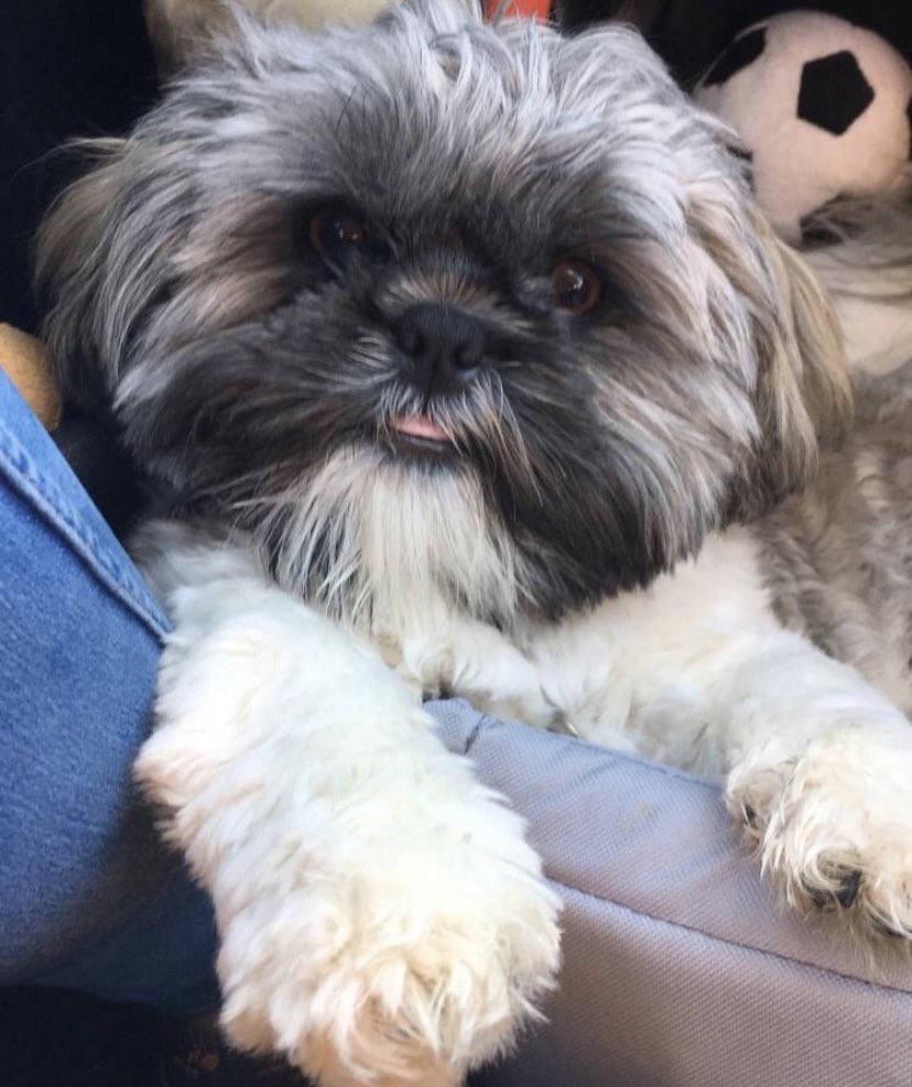 Yesterday was my 6th Gotcha Day! 🥳 
I had a great day with Mum ❤️ This is a photo from the day Mum got me! 🥰 #LickyLeo 🐾