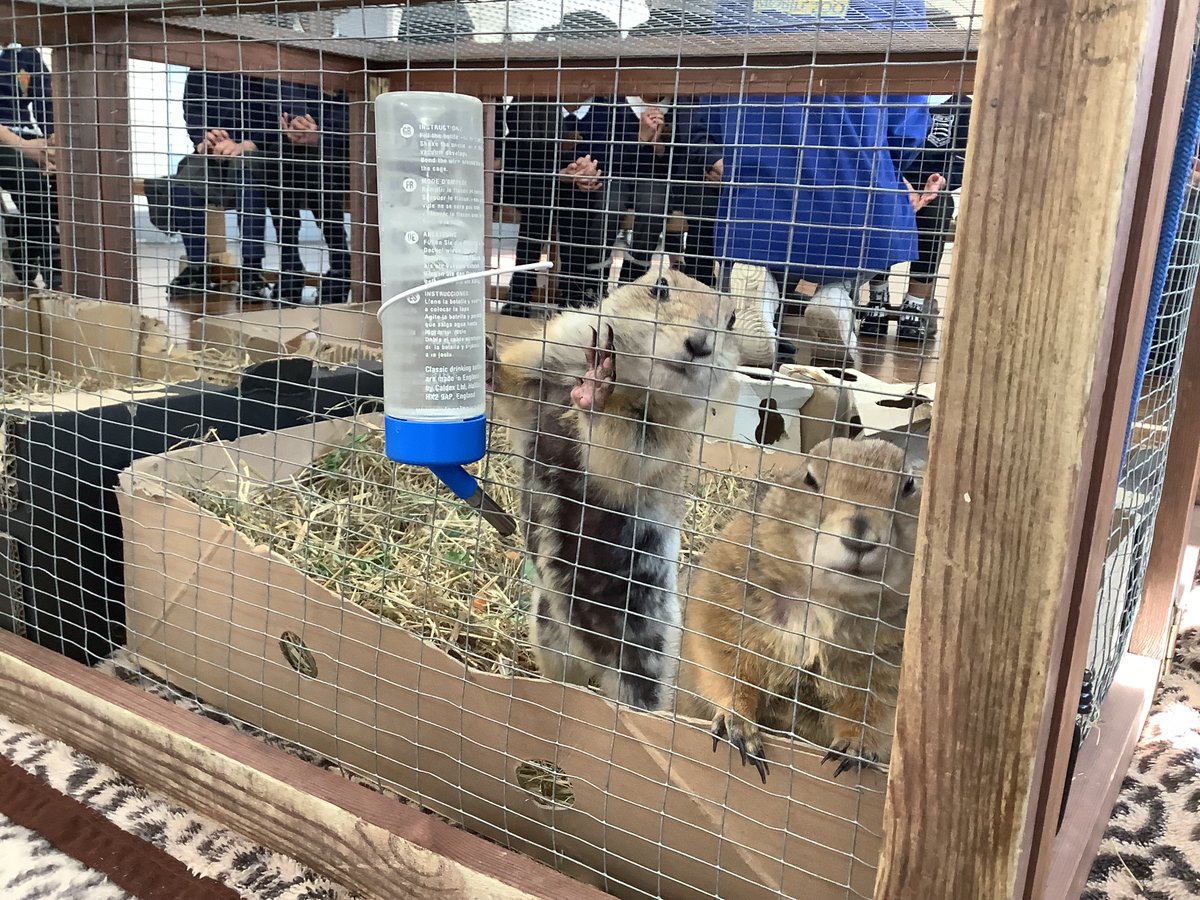 LyonParkPrimary's tweet image. Huge thanks to Animal Workshops Mobile Zoo for bringing a wonderful mix of animals, from furry friends to the adorable Meerkats! Some of the standouts were Blossom the Skunk, Lionel the Python, and Stella the Bearded Dragon! 🦔🐍🦎 #AnimalFun #MobileZoo
