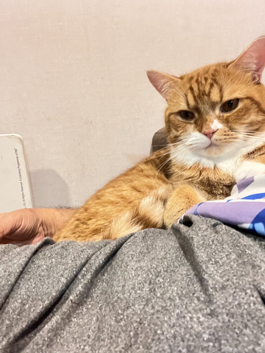 ดูแมวเรามั๊ย