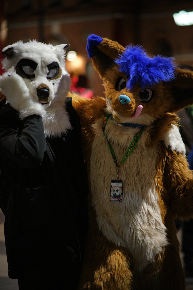 Happy #fursuitfriday everyone!

Both of my new boys in one picture :3  Hieta you have already met but who is that white dog?

Meet Kaya! A premade suit made by <a href="/Snephusband/">Tohru</a> 

📸 @/itsrobo on telegram