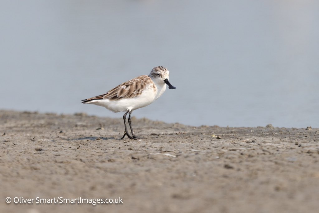 smartwildlife's tweet photo. Had fun yesterday too with a Spoon-billed Sandpiper being a particular highlight. An exciting experience for the group too for @naturetrektours as I lead my current wildlife photography tour here. https://t.co/hGpTXH88BC