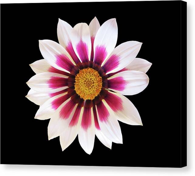 HurmerintaArt's tweet photo. A diamond flower on black background.
TRuly beautiful wall art.
Lovely also on cards and other art products.
Welcome to have a look!
#flower #diamondflower #giftidea
https://t.co/U3Nb9BJ6Al https://t.co/C0uNpfCfR1