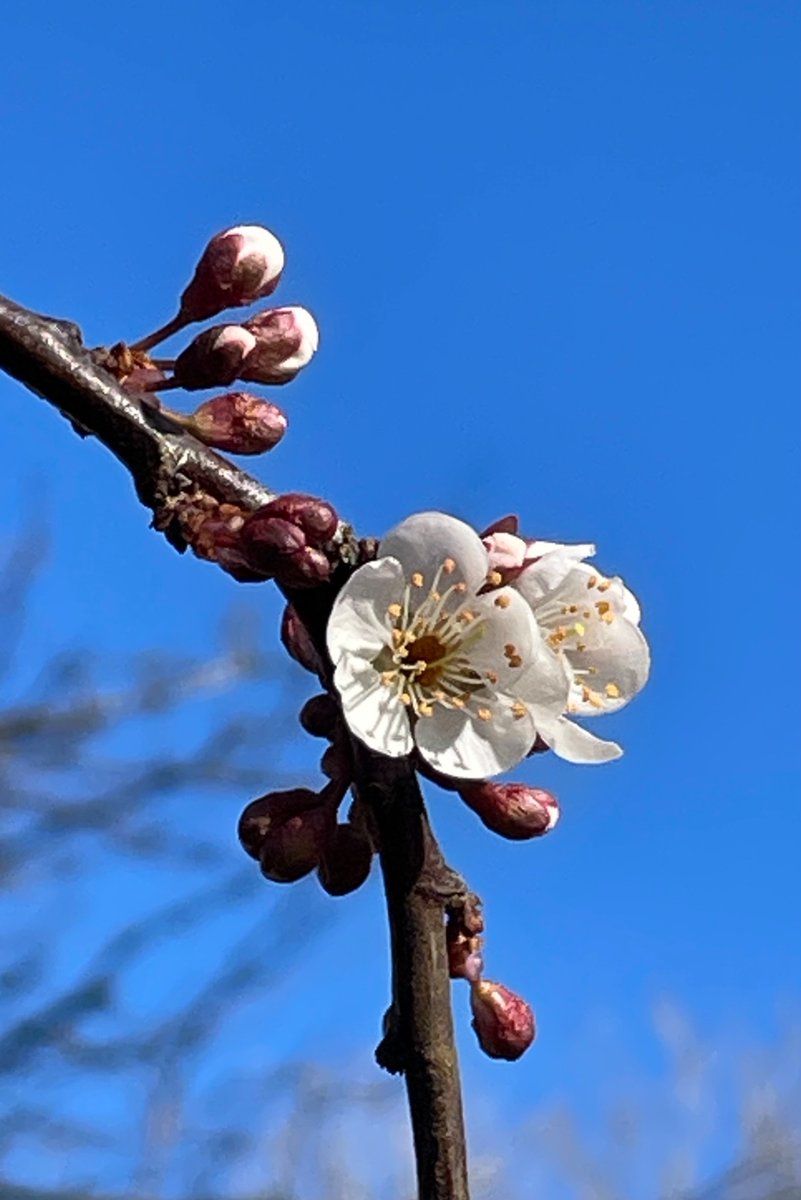 Janet Wyllie tweet media