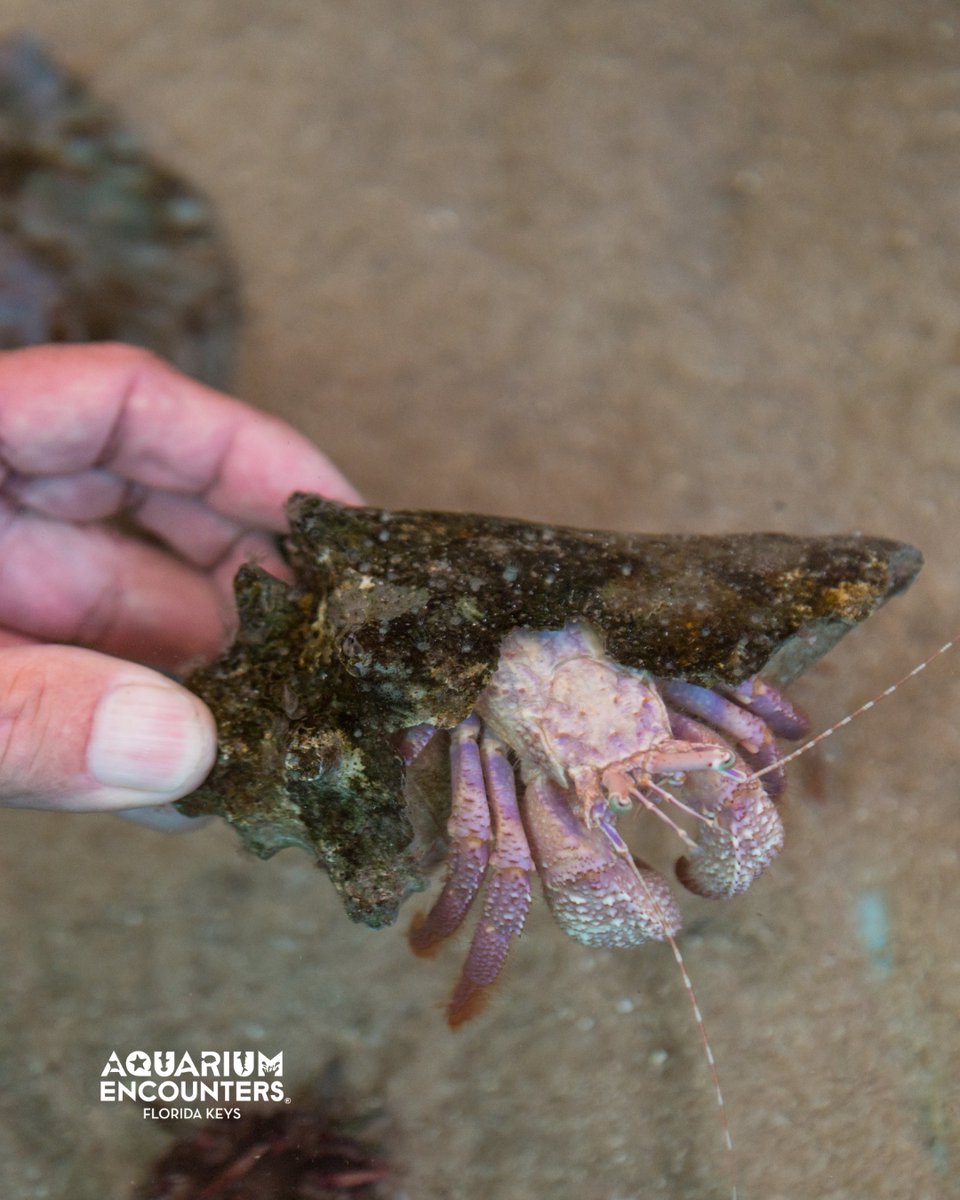 FLKeysAE's tweet image. Don't be a hermit; come out of your shell at Aquarium Encounters!