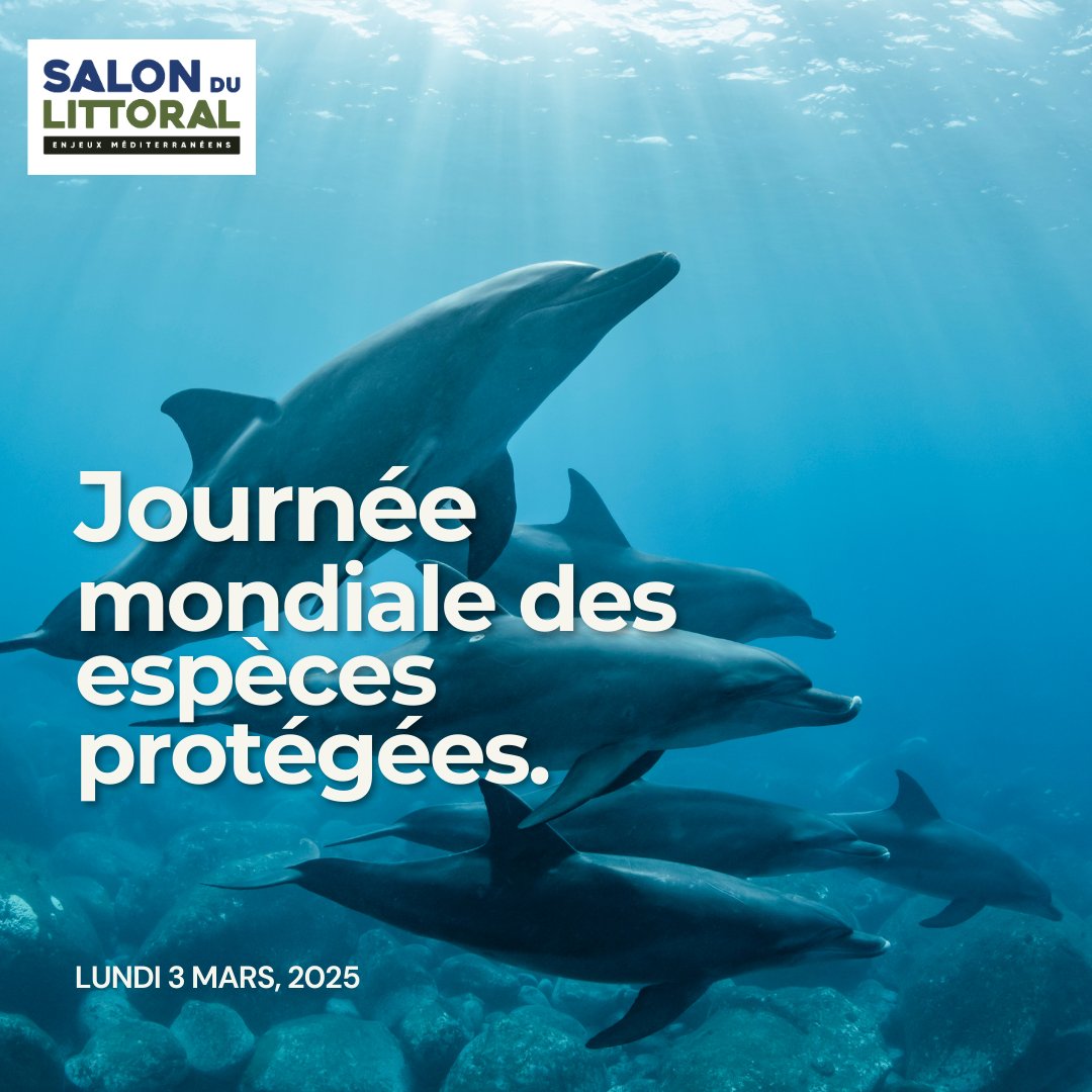 Salon du Littoral (@salondulittoral) on Twitter photo Journée mondiale des espèces protégées – 3 mars 2025 🐬 💙
Aujourd’hui, nous mettons en lumière nos espèces protégées. 🌊
Du dauphin à la baleine bleue, chaque espèce joue un rôle essentiel dans l’équilibre de nos mers et océan💧
<a href="/Midilibre/">Midi Libre</a> <a href="/lagencedecomm/">evelyne.</a> <a href="/ladepechedumidi/">La Dépêche du Midi</a> Journée mondiale des espèces protégées – 3 mars 2025 🐬 💙
Aujourd’hui, nous mettons en lumière nos espèces protégées. 🌊
Du dauphin à la baleine bleue, chaque espèce joue un rôle essentiel dans l’équilibre de nos mers et océan💧
<a href="/Midilibre/">Midi Libre</a> <a href="/lagencedecomm/">evelyne.</a> <a href="/ladepechedumidi/">La Dépêche du Midi</a>