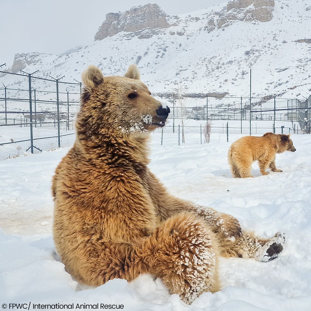 International Animal Rescue tweet media