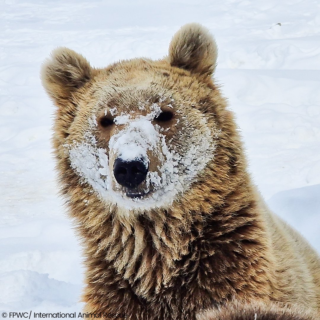 International Animal Rescue tweet media