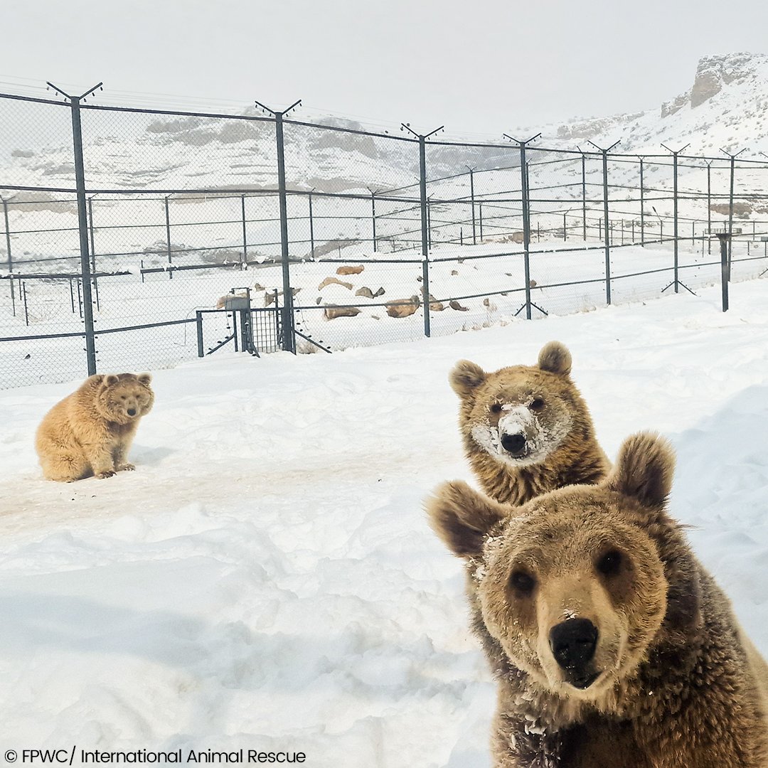 Snow days are the best days! ❄️🐻 #FeelGoodFriday 

Dilli, Cleavie, and Peter are making the most of the winter wonderland at the FPWC rescue centre in Armenia, rolling, playing, and jumping in big mounds of snow! Brrrrr.

#bears #snow #winter #animals #wildlife