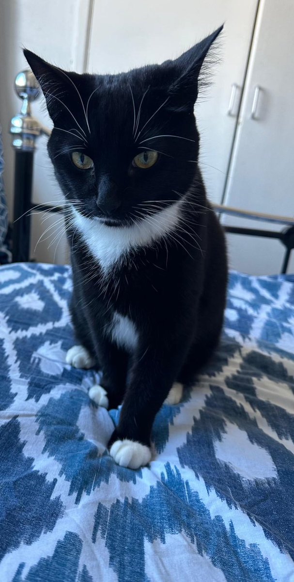 Shadow the Cat tweet media