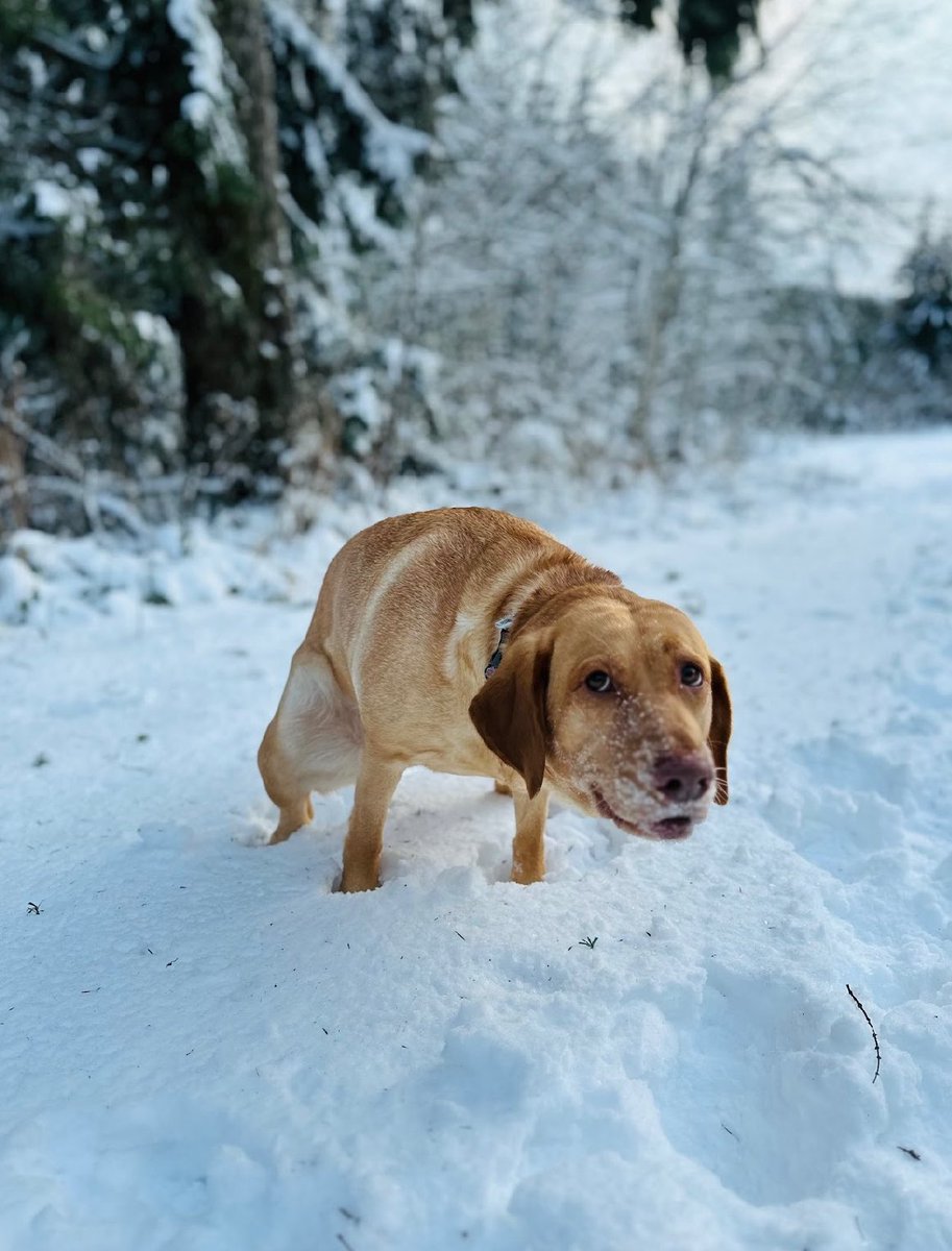 Snow Pootrol
#poopingpooches #puppy #snow #goldenretriever #labrador #shitzu