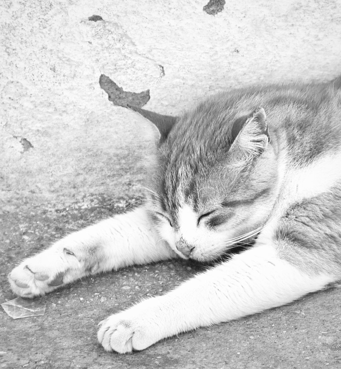 hkp_hokkaido's tweet photo. 眠い眠い
また明日AMがんばろう
おやすみなさい〜
#greekcat https://t.co/misT73cGRW