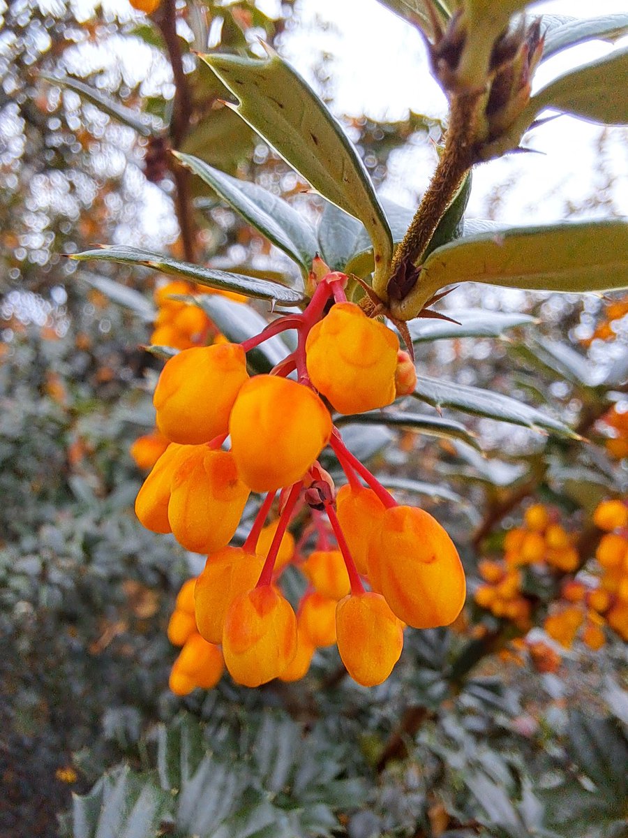 V35_b_w's tweet image. Firethorn season,
February 2025 #firethorn #spring