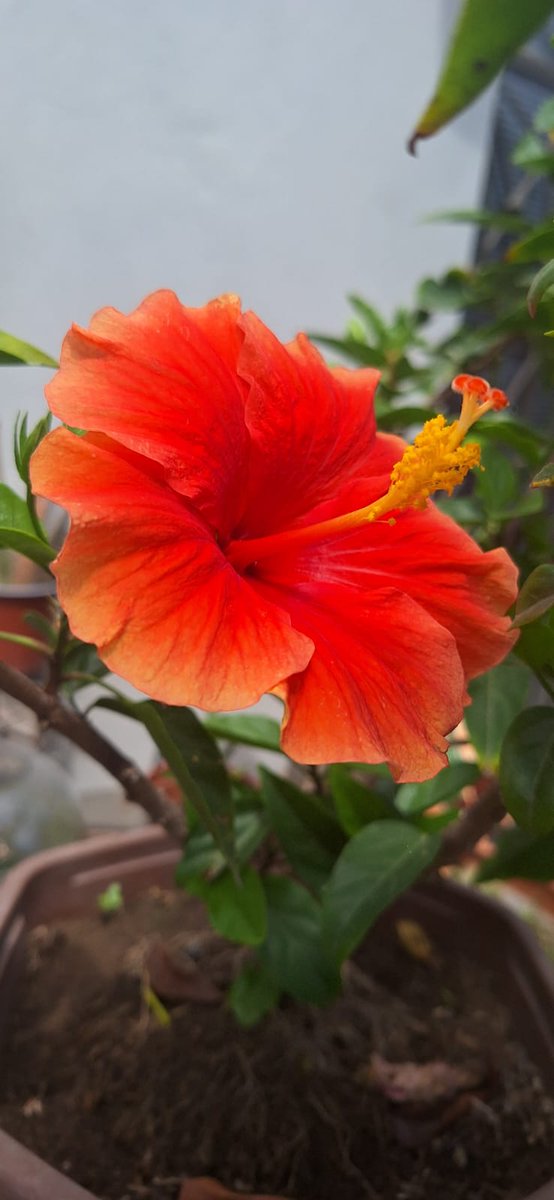 My lovely "cucarda "..in full blooming..it's scientific name ..Hibiscus rosa-sinensis....a beautiful Malvaceae species..🌸✅
#Flowers #Hibiscus #Taxonomy #Malvaceae #cucarda #Botany #ornamentalspecies #Biodiversity #Lima #Perú💚..
