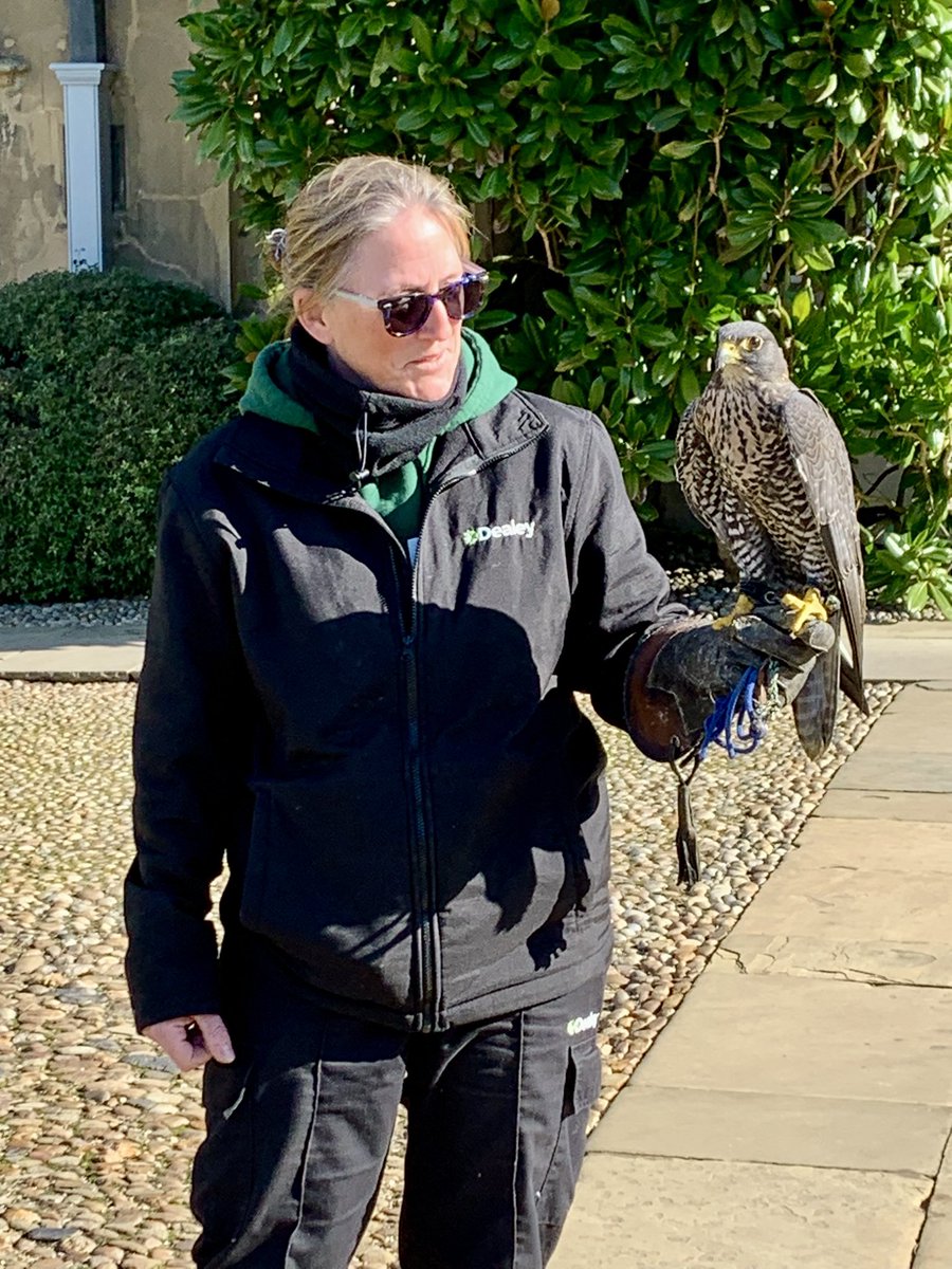 Woman with falcon in Trinity Great Court on early spring day  - a splendid sight