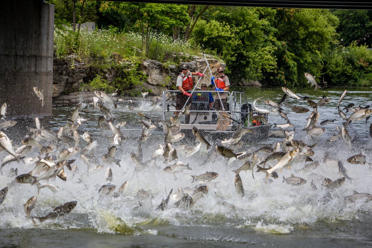 Oh carp, we're going to need a bigger boat!

Silver carp are easily disturbed and will jump up to 10 feet in the air. This can happen in response to boat motors or when the carp unexpectedly find themselves in a tight place.

📷 Ryan Hagerty/USFWS