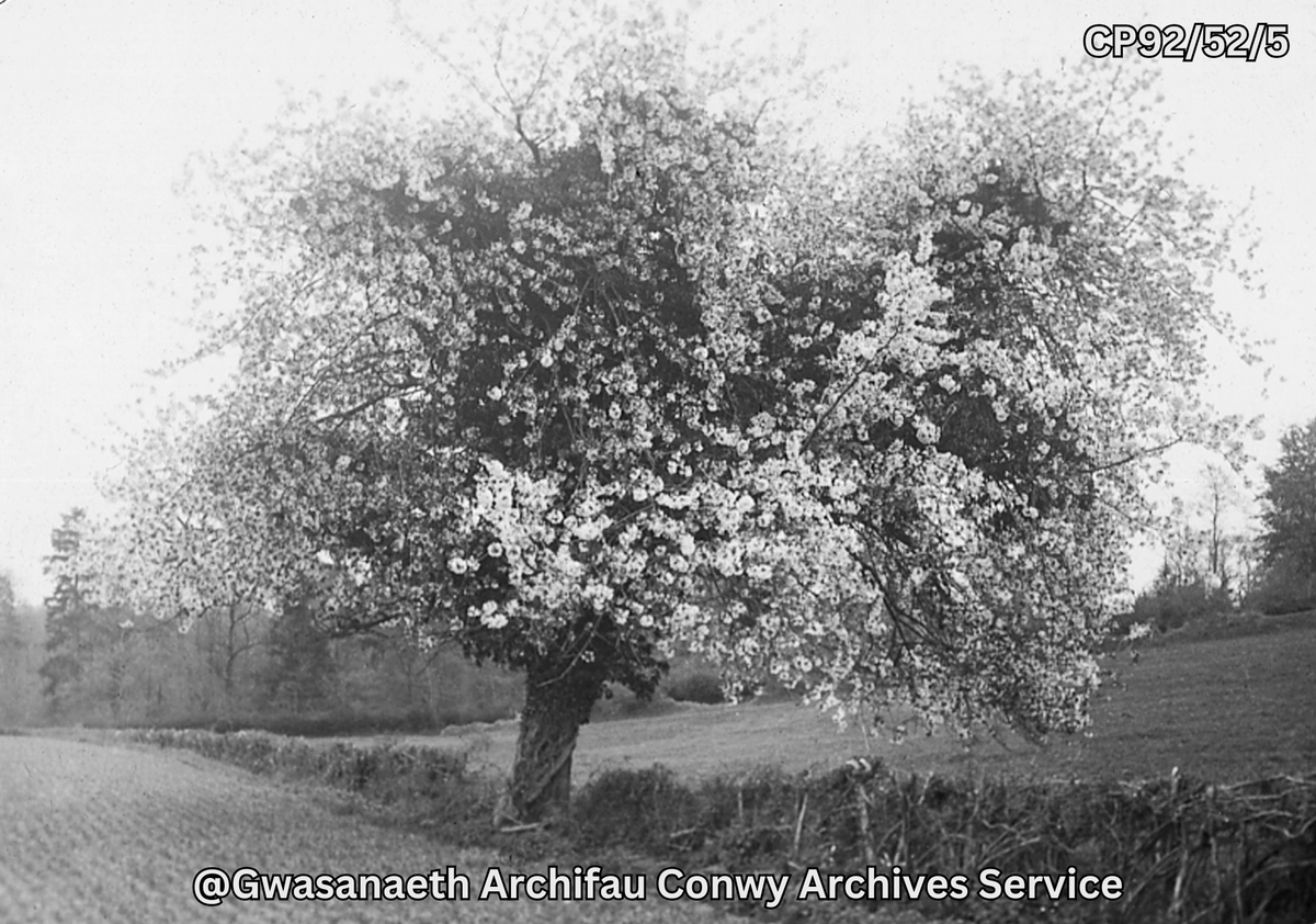#Spring is nearly here! You're probably looking forward to longer days and warmer weather, and so are we. Let's celebrate together with this photo of a blossoming hawthorn tree from around 1890, titled 'The Promise of Spring'. 🌼🌷🌻