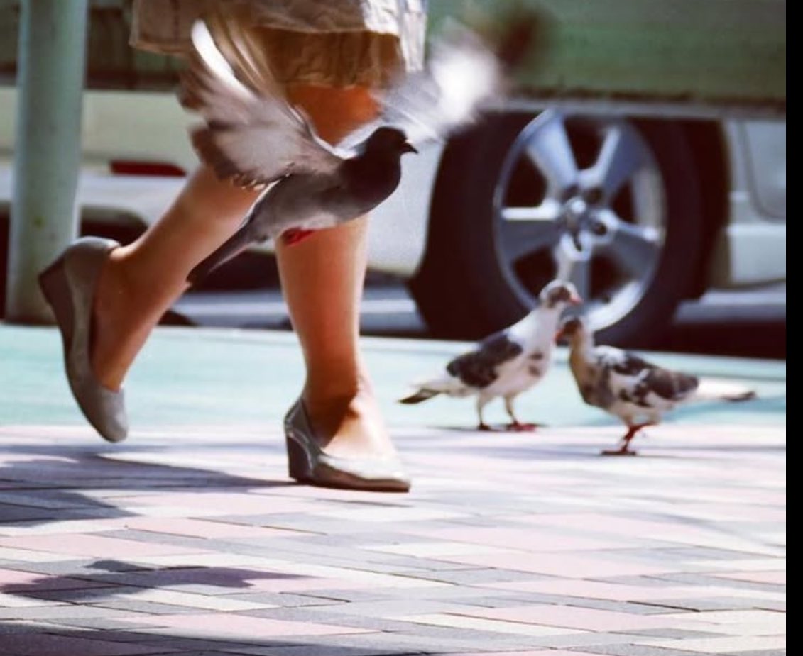 何回目の春　#写真　#streetphotography #ハト
