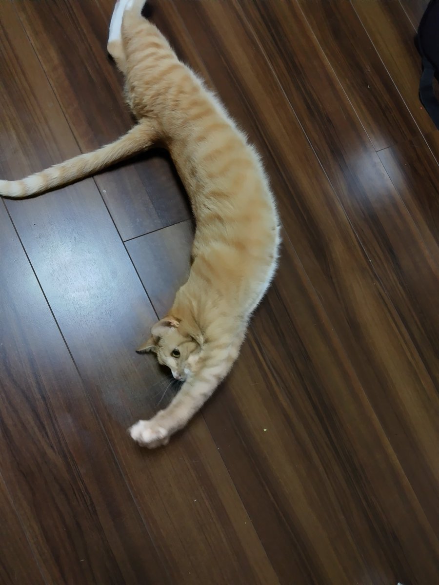 ぜんりょくのび