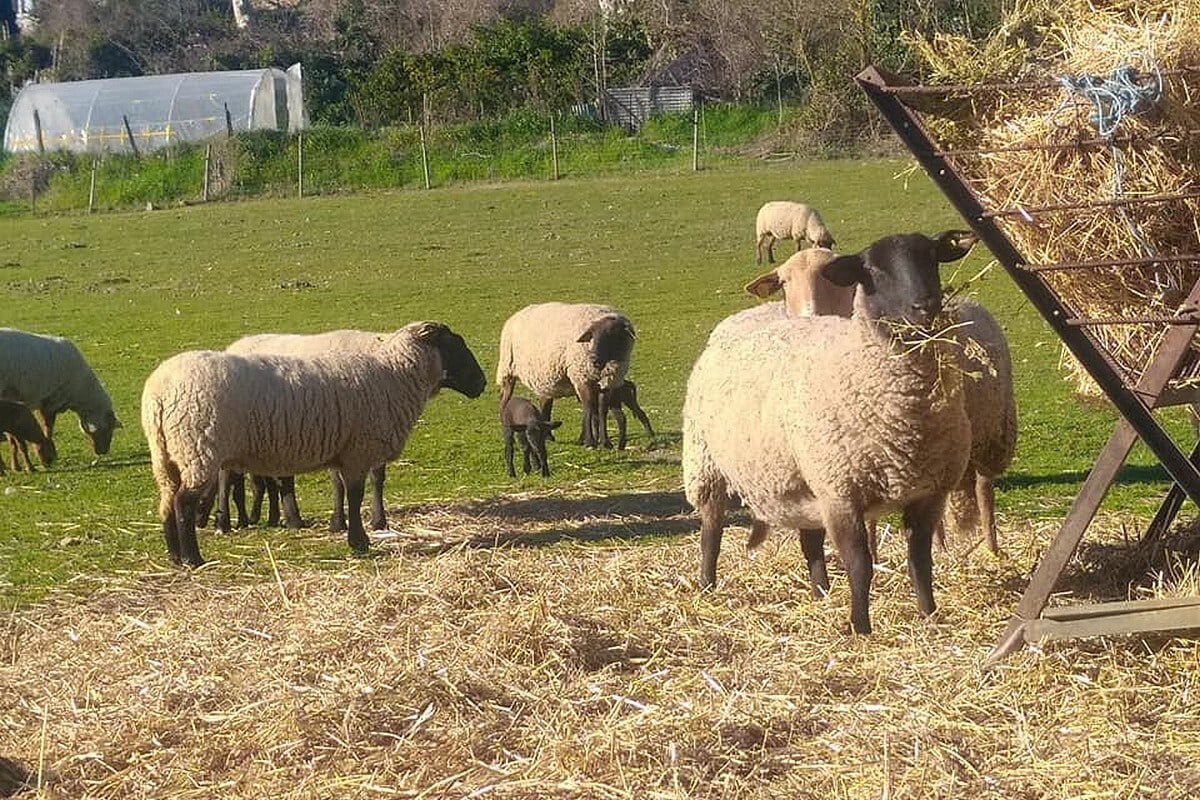 Detenido un magrebí por violar a ponis, asnos y ovejas en Roda de Bará, Tarragona. 

La investigación empezó en noviembre de 2022, cuando, presuntamente, tuvieron lugar las primeras agresiones, tras la denuncia de la propietaria de una de las granjas afectadas, que alertó de que