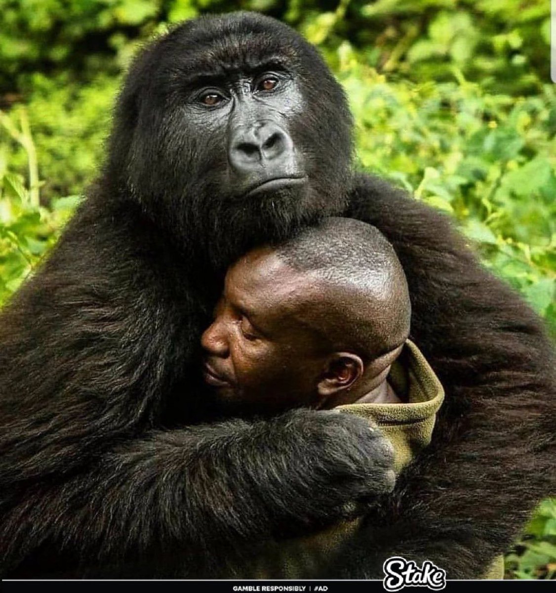 Twilight tweet media