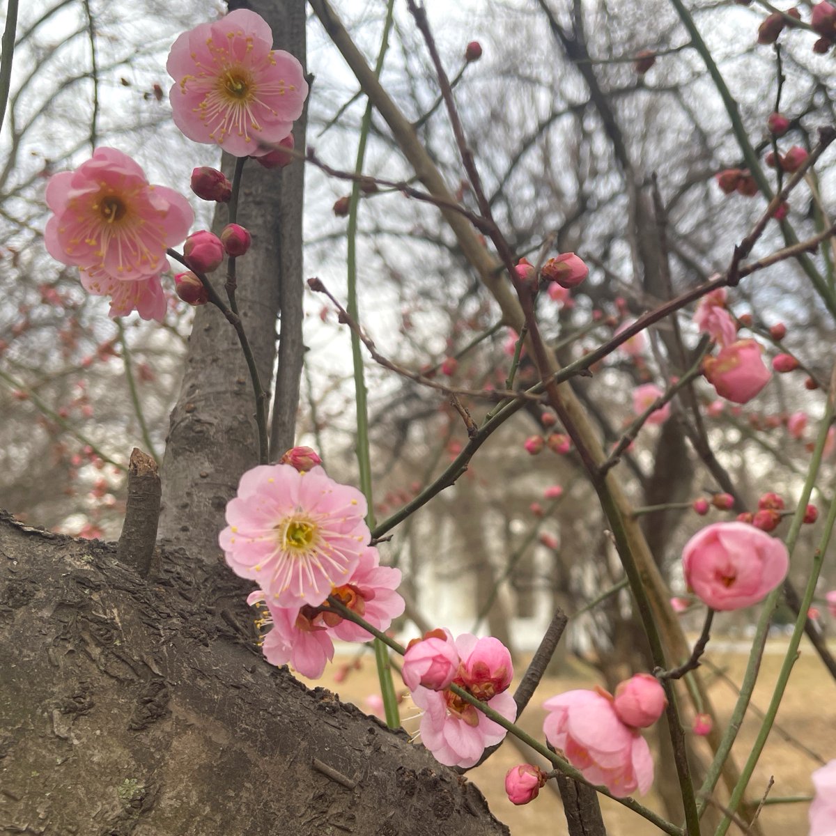 Sometimes mistaken for early flowering cherry blossoms, these delightful trees near the D.C. War Memorial are commonly known as Japanese plum trees. Usually the first trees to blossom on the National Mall each year, their lovely pink flowers are just beginning to open.