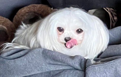 henrykleeKTVU's tweet image. UPDATE: Graciela Amar, 18, and Lagashia Williams, 46, charged by @ContraCostaDA w/felony animal cruelty &amp;amp; brandishing what turned it to be fake gun in dog-kicking incident probed by @PittsburgPD. Williams also charged w/falsely claiming dog owner had gun