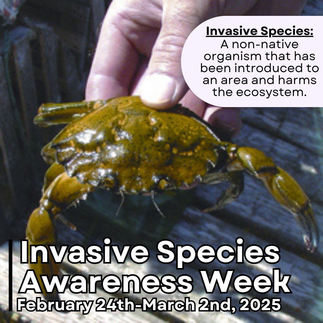 It's Invasive Species Awareness Week! The goal is to raise awareness about invasive species, the threat that they pose, and what can be done to prevent their spread.
Learn more on our website: samnl.org/invasive-speci…
#invasivespecies #invasivespeciesawarenessweek