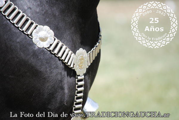 tradiciongaucha's tweet photo. 📸 #FotoDelDía #Pretal #Tradición 
https://t.co/JAtNwCTFCI https://t.co/BLXBCTfI3b