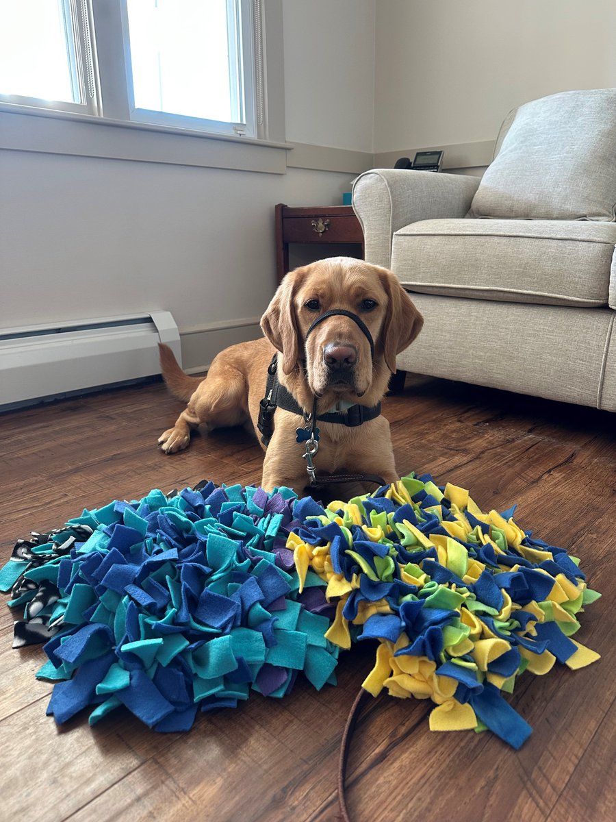DLL Financial Services sponsored a day of service for their employees, where they made snuffle mats for CPL! These mats will provide excellent enrichment for our dogs.
If you would like to organize a corporate volunteer opportunity, contact Diane Blenke at dblenke@k94life.org.