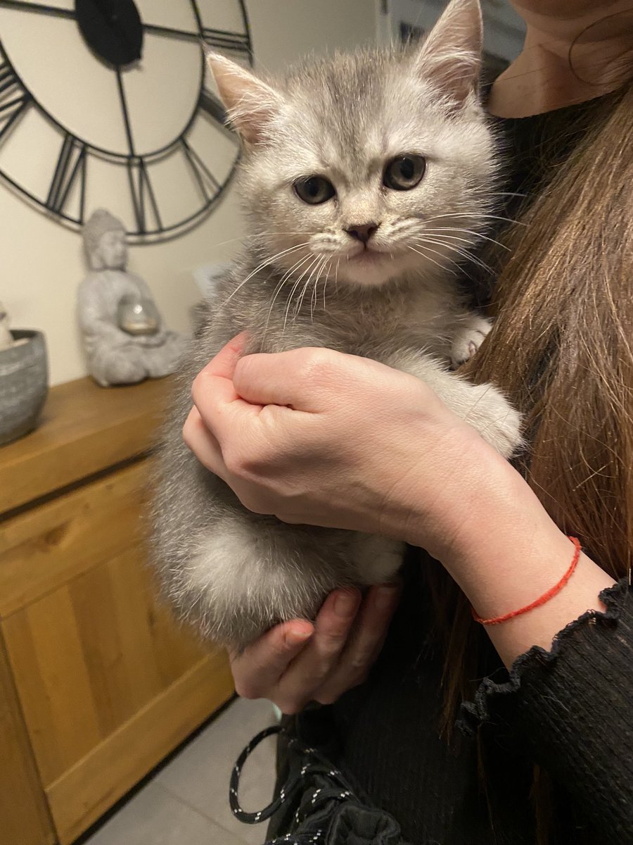 melochiyo's tweet photo. cc on parle pas assez de mon nouveau chaton https://t.co/15uRtd0O65
